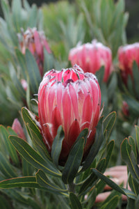 Assorted Protea sp. 140mm