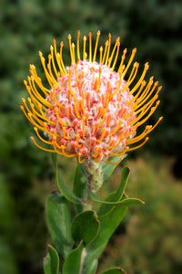 Leucospermum sp. 140mm