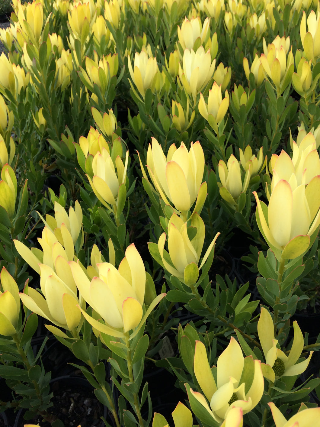 Assorted Leucadendron sp. 180mm